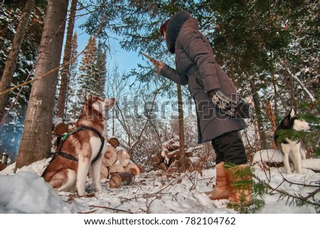 Girl is photographing beautiful red husky dog on smartphone in sunny winter forest.