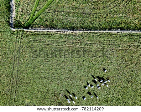 Flock of sheep countryside farm field landscape aerial photo