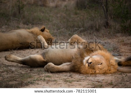 A horizontal, colour photograph of a male lion, Panthera leo, with his eyes open and full belly exposed in a comical supine position in the greater Kruger Transfrontier Park, South Africa.