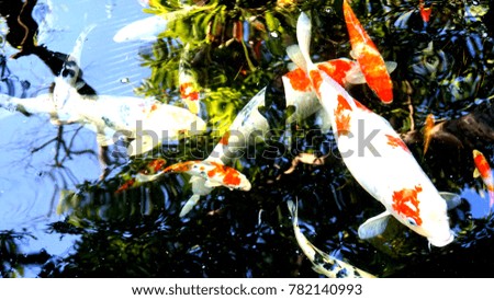Koi, fishes,Japanese style.blurred