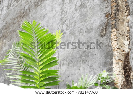 Fern leaves with ancient walls.