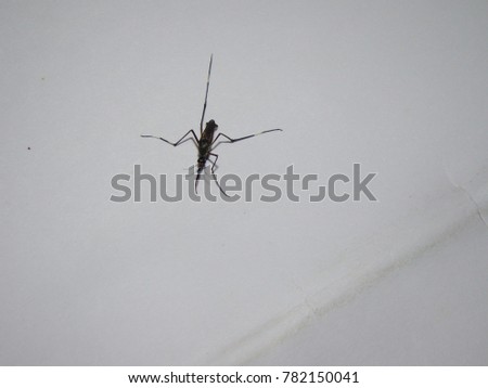 Mosquito on wall