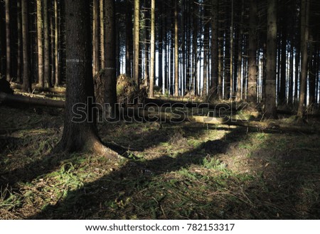 nature background destroyed forest after a strong wind