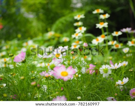 Beautiful of Cosmos flowers blooming in the garden