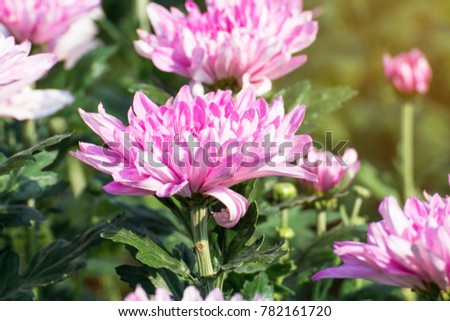 Beautiful of Chrysanthemums flowers outdoors,Daisies in the agriculture garden,Chrysanthemums in the Park

