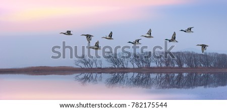 Flying ducks against an evening landscape
