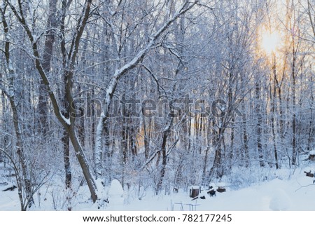 A snowy forest in the middle of winter with a sunrise in the back round.