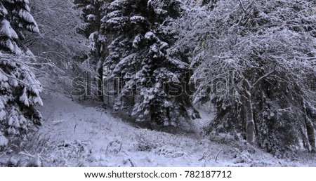The woods covered by the white snow blanket