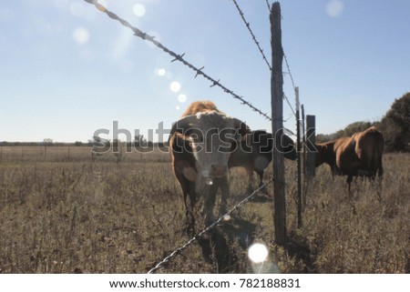 Cattle grazing in a field in central Texas