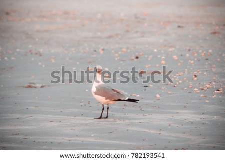 simple picture of a bird walking the beach