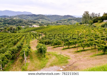 Vineyard Ready to Produce Wine