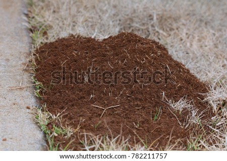 Fire Ant Hill - Photograph of a Fire Ant hill in winter grass and next to a sidewalk.  Selective focus on the center of the ant hill. 