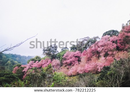 Soft focus, beautiful cherry blossom, Prunus cerasoides in Thailand, bright pink flowers of Sakura on the high mountains of Chiang Mai. Spring background and beautiful natural scenery.