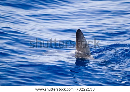 sunfish fin coming out water as a shark metaphor blue sea
