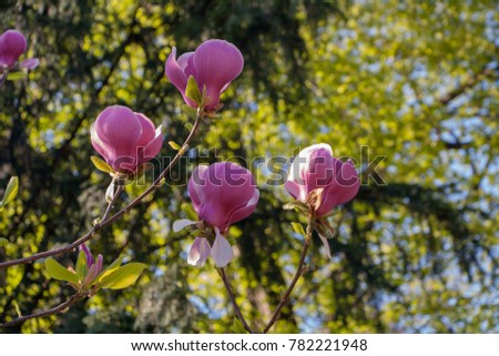 Four pink magnolia blossoms on branches shot against green foliage during spring