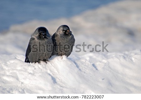Funny picture of two jackdaws sitting side by side on the snow and looking in the same direction. Tallinn, Estonia