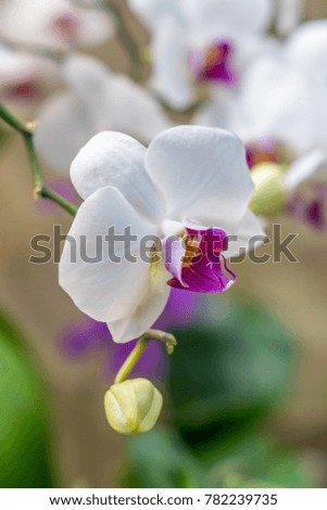 white and purple Phalaenopsis Orchid flower on branch