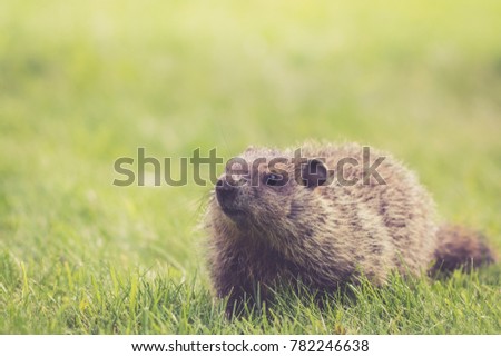 Young Groundhog (Marmota Monax) walking in green grass on a spring morning