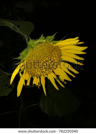 Yellow sunflower, close-up