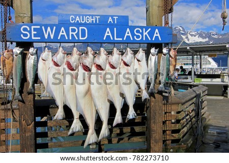 Halibuts caught at Seward Alaska were hook for weighing and showing in Seward, Alaska, USA