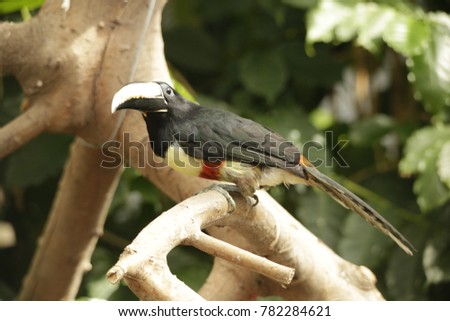 Blacknecked aracari in bird park