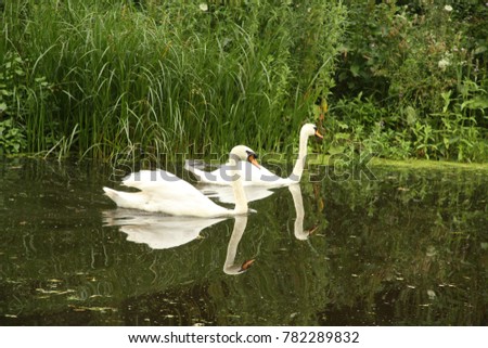 Mute swans swimming in a pool. reflection in the water