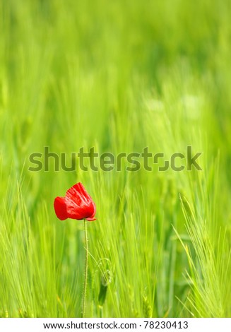 green wheat field and poppy flower