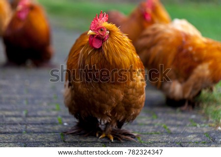 a german cock portrait on green background