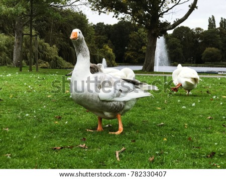 Geese in the park on green grass.
