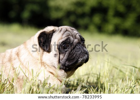 Cute pug dog resting on the green grass - outdoor picture