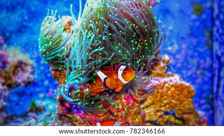 The most popular fish in saltwater reef aquariums Royalty-Free Stock Photo #782346166