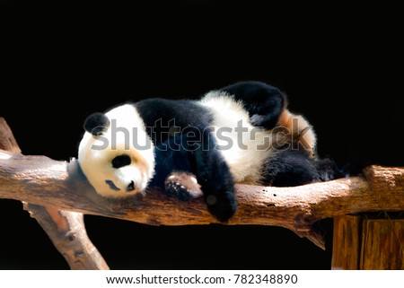 A panda playing...
