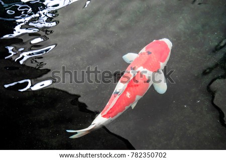 Japanese kohaku koi fish.Colorful fancy carp fish.The Kohaku has a white (shiro) body, with red (aka) markings,or 'hi',across the body.The Kohaku is one of the gosanke stands above as king of the koi.