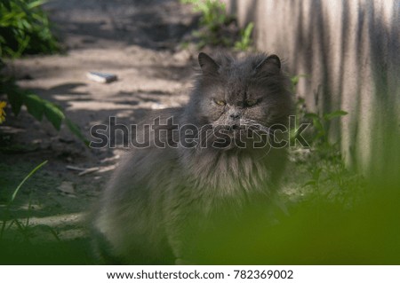 
Abandoned gray fluffy cat, which looks like a cheshire. Homeless cat near a gray wall and green grass.