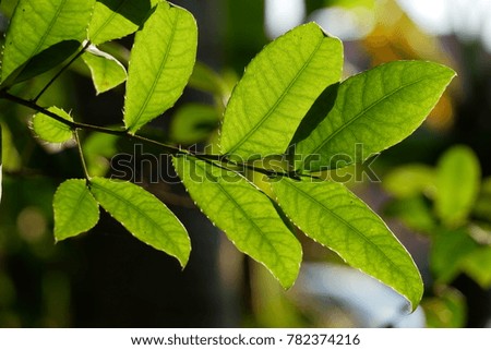 The Ochna kirkii Oliv leaves 