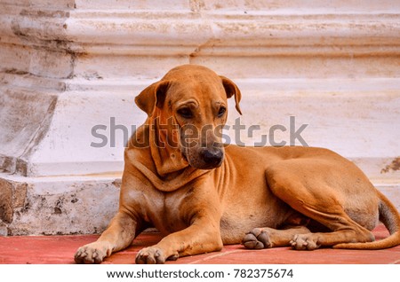 Old brown dog lying at Wat Yai Suwannaram Tha Rab, Mueang Phetchaburi District, Phetchaburi
, Thailand