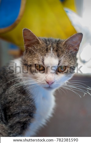 
Abandoned cat in a home shelter. Homeless cat in the poor house for animals. Portrait of a very serious sad cat.