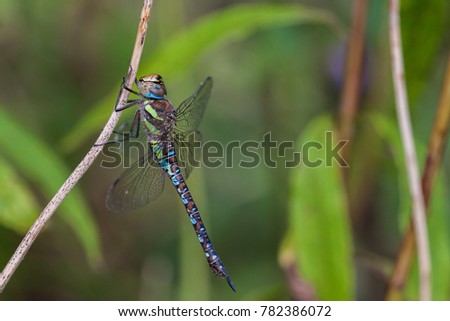 Migrant hawker dragonfly - Aeshna mixta - male