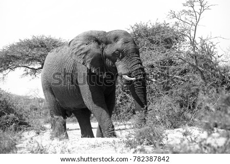Elephant at Hluhluwe-Imfolozi Park, South Africa