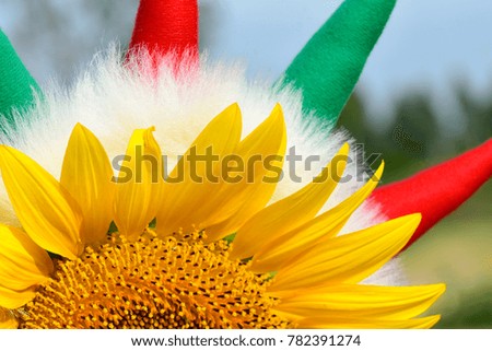 Close up of sunflower and White feathers