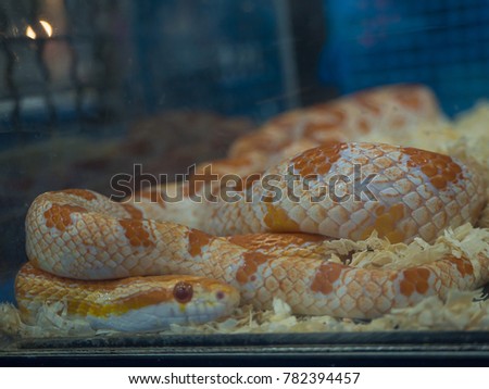 (Close Up) picture of a beautiful corn snake.