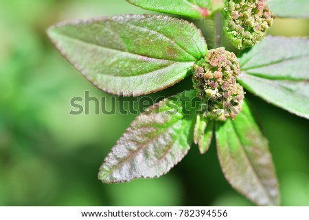 Euphorbia hirta (Garden spurge, Asthma weed, Snake weed, Milkweeds) ; An outstanding of leaves & small flowers, green magenta with packed into round cluster in bunch. weed & medicine. natural sunlight Royalty-Free Stock Photo #782394556
