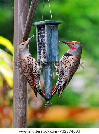 Red-Shafted Northern Flickers