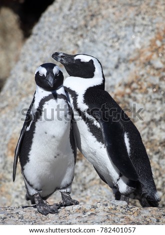 African penguin  (Spheniscus demersus) on a sandy beach. The african penguin is also known as the jackass penguin and black-footed penguin. Boulders colony. Cape Town. South Africa