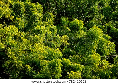 Green leaf background & texture