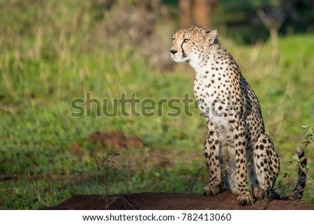 Cheetah Isolated, East Africa Tanzaia Safari