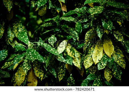 Green and Yellow leaf pattern on the surface background.Croton