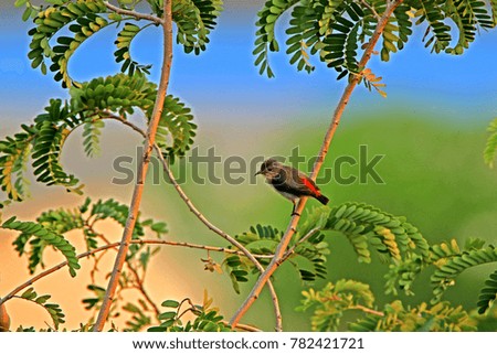 Scarlet-backed on branch