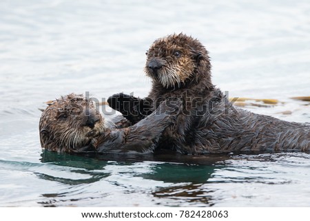 Sea Otter with a Baby