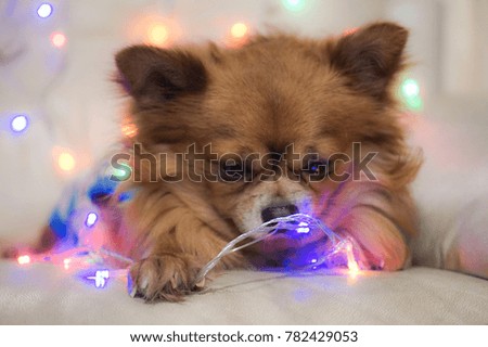 Chihuahua with Christmas lights 